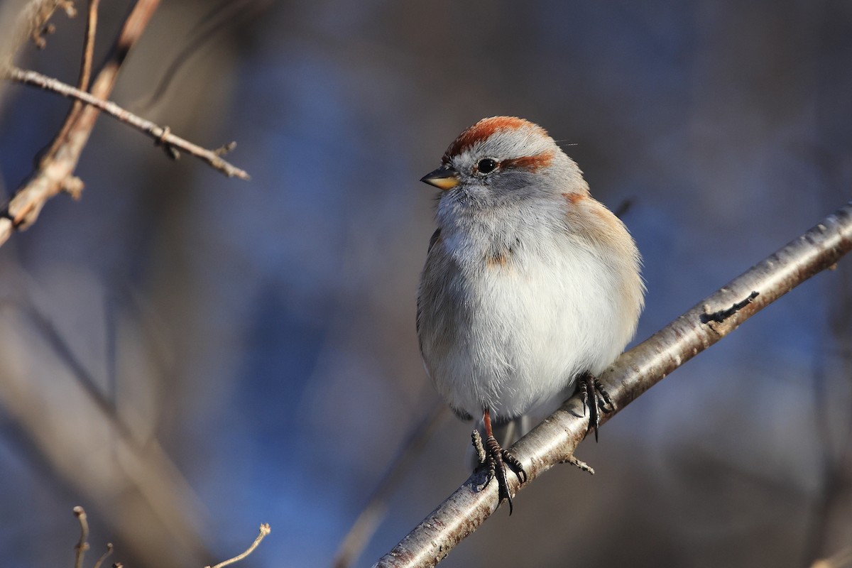 American Tree Sparrow - ML545854151