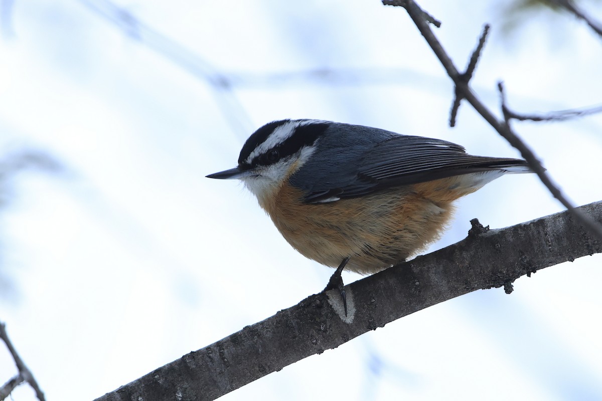 Red-breasted Nuthatch - ML545854581