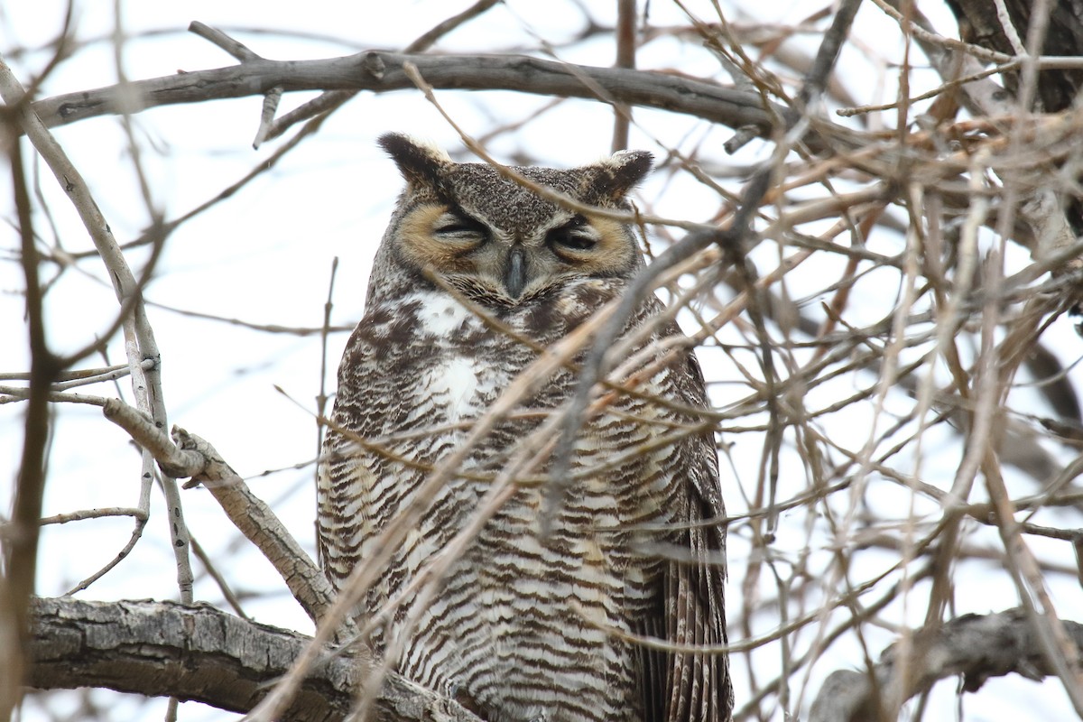 Great Horned Owl - ML545863601