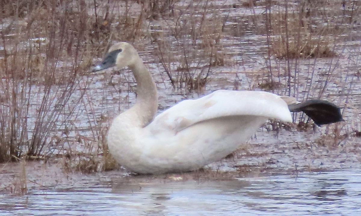 Trumpeter Swan - ML545863651