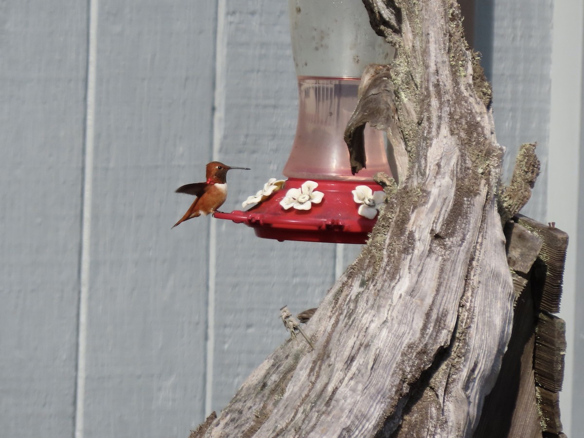 Rufous Hummingbird - ML545866551