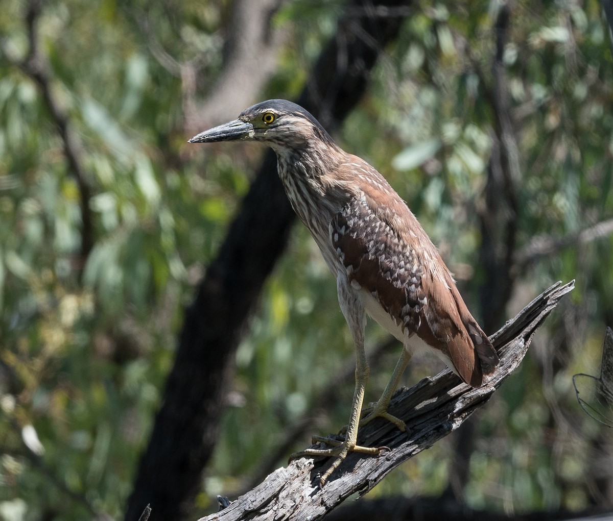 Nankeen Night-Heron - ML545874331