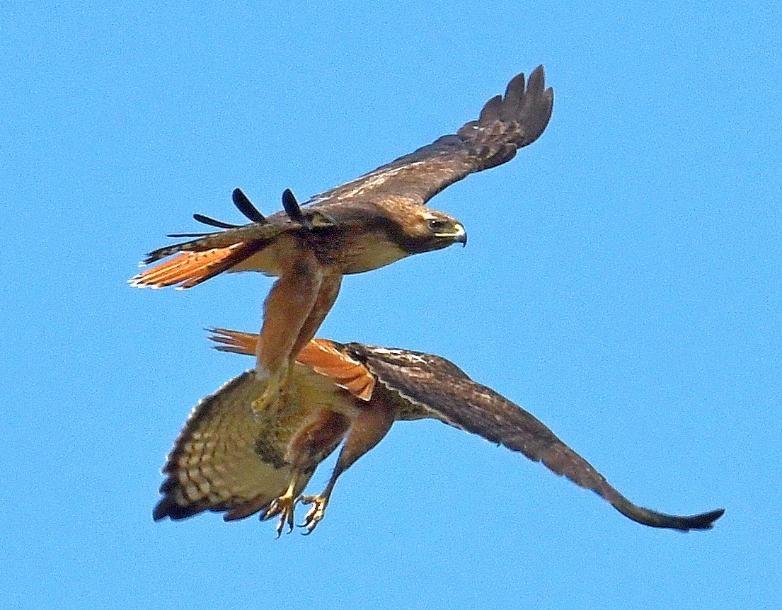 Red-tailed Hawk - ML545874511