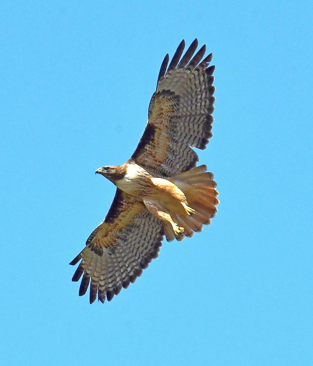 Red-tailed Hawk - ML545874681