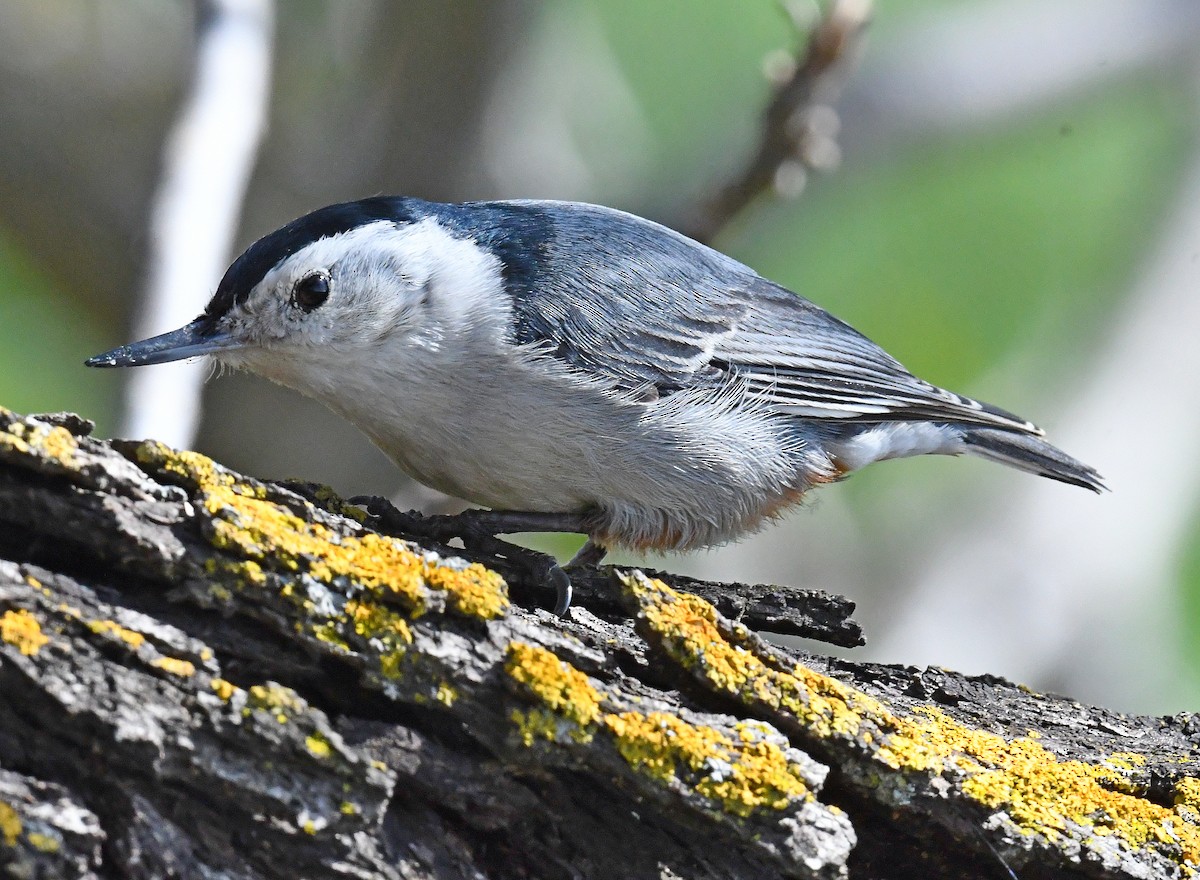 White-breasted Nuthatch - ML545874981