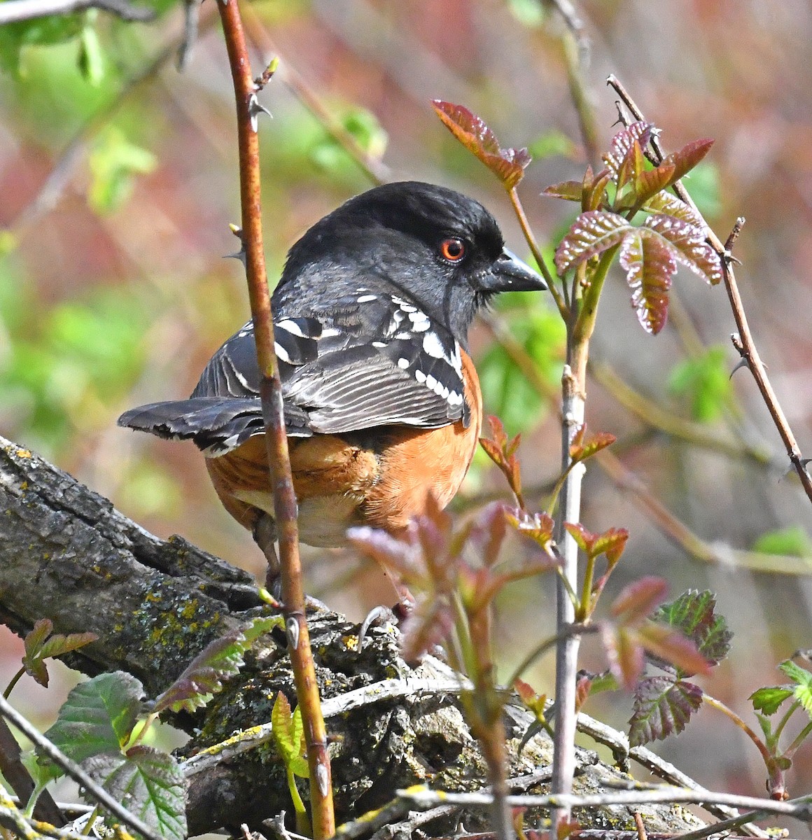 Spotted Towhee - ML545875681