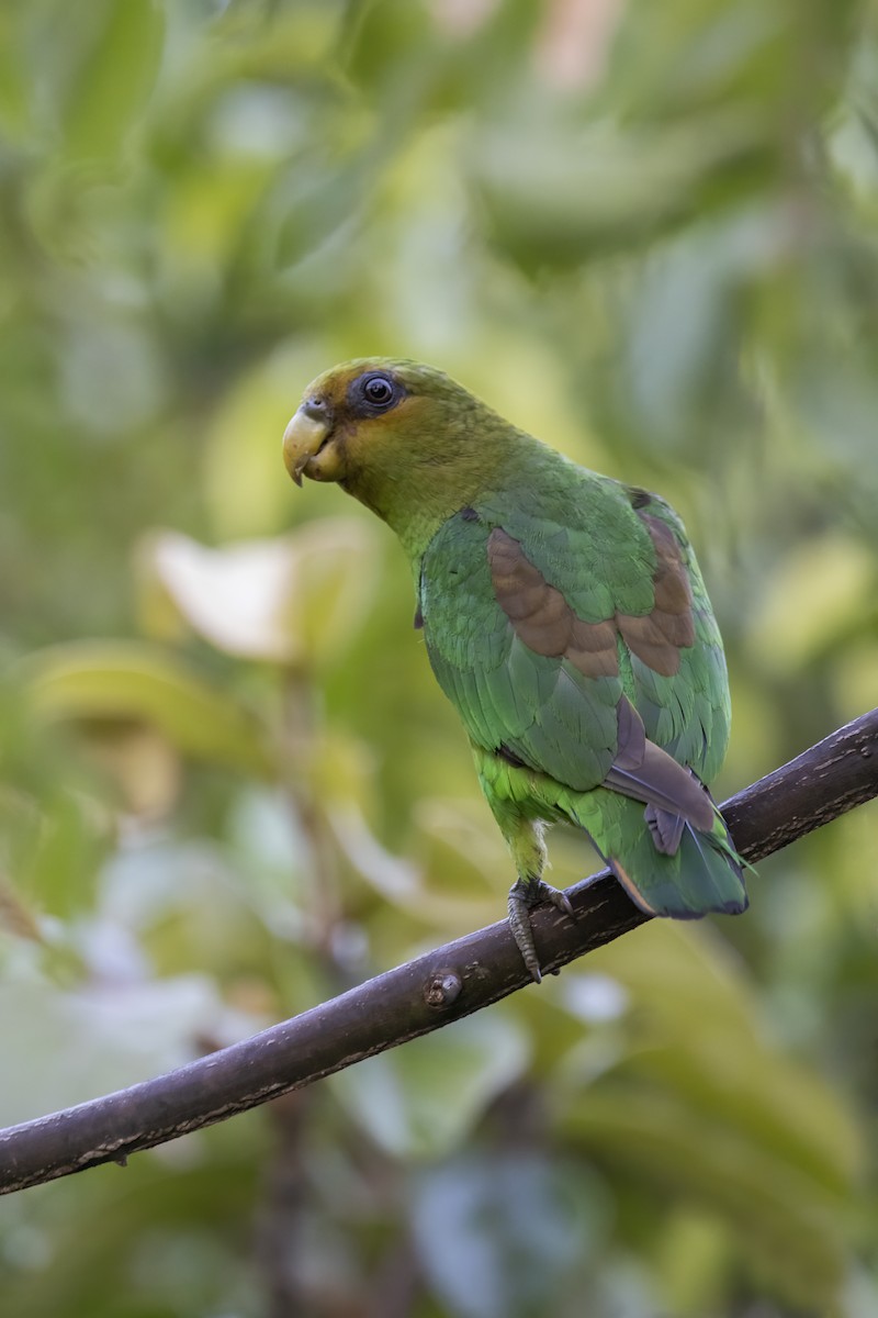Golden-tailed Parrotlet - ML545882731