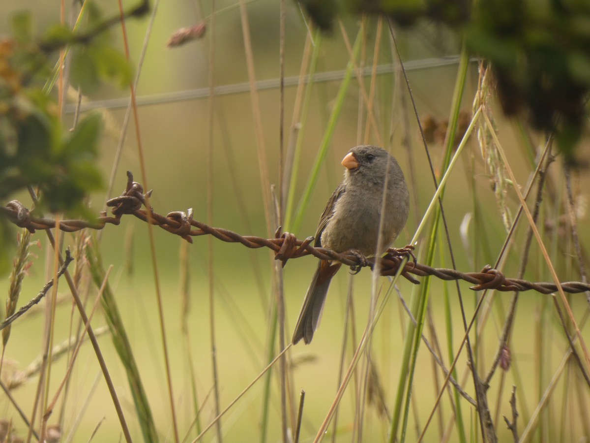 Plain-colored Seedeater - ML545884491