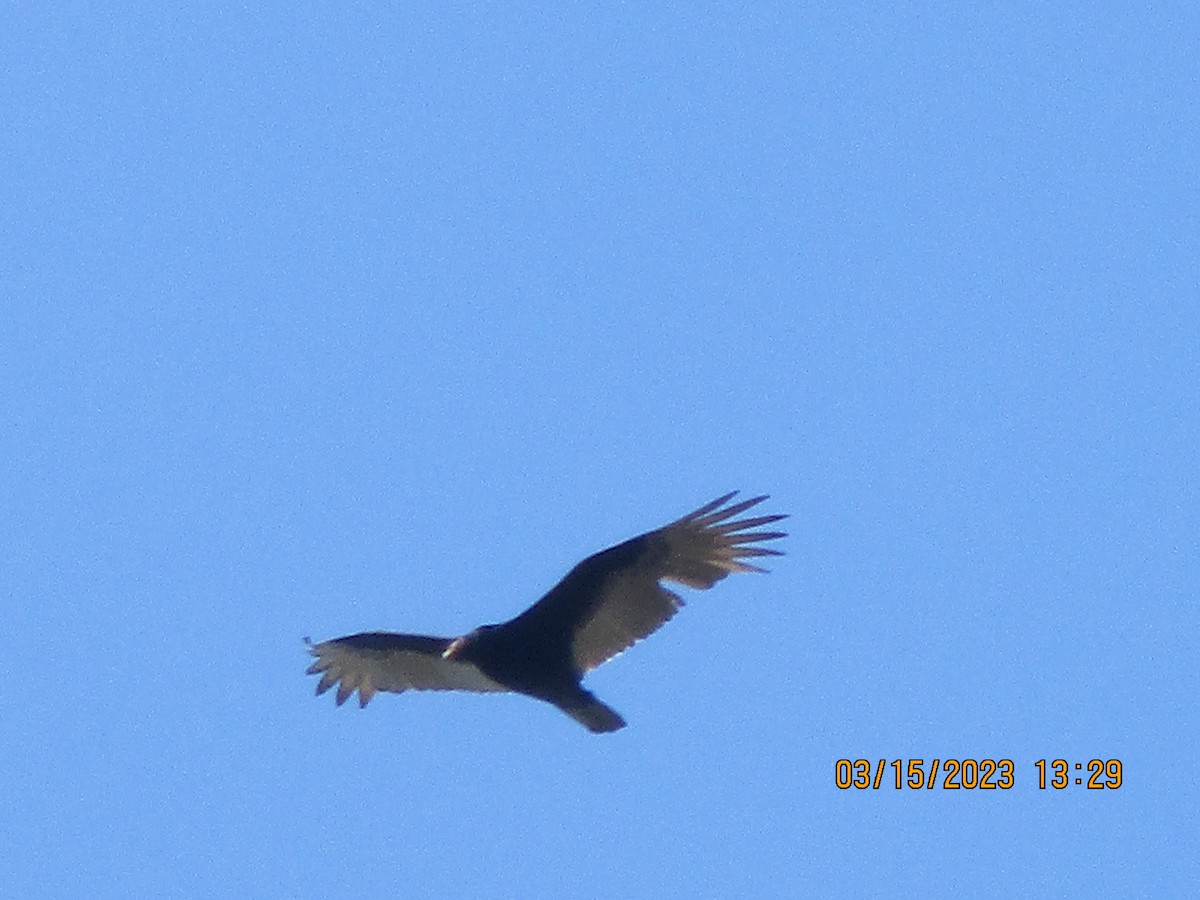 Turkey Vulture - ML545885001