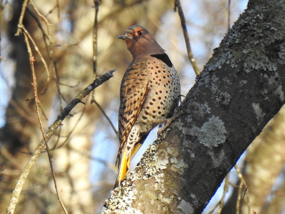 Northern Flicker (Yellow-shafted) - ML545885391