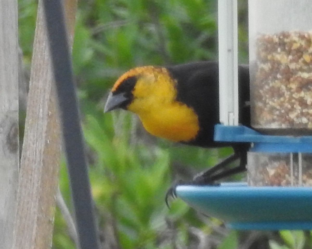 Yellow-headed Blackbird - ML545885481