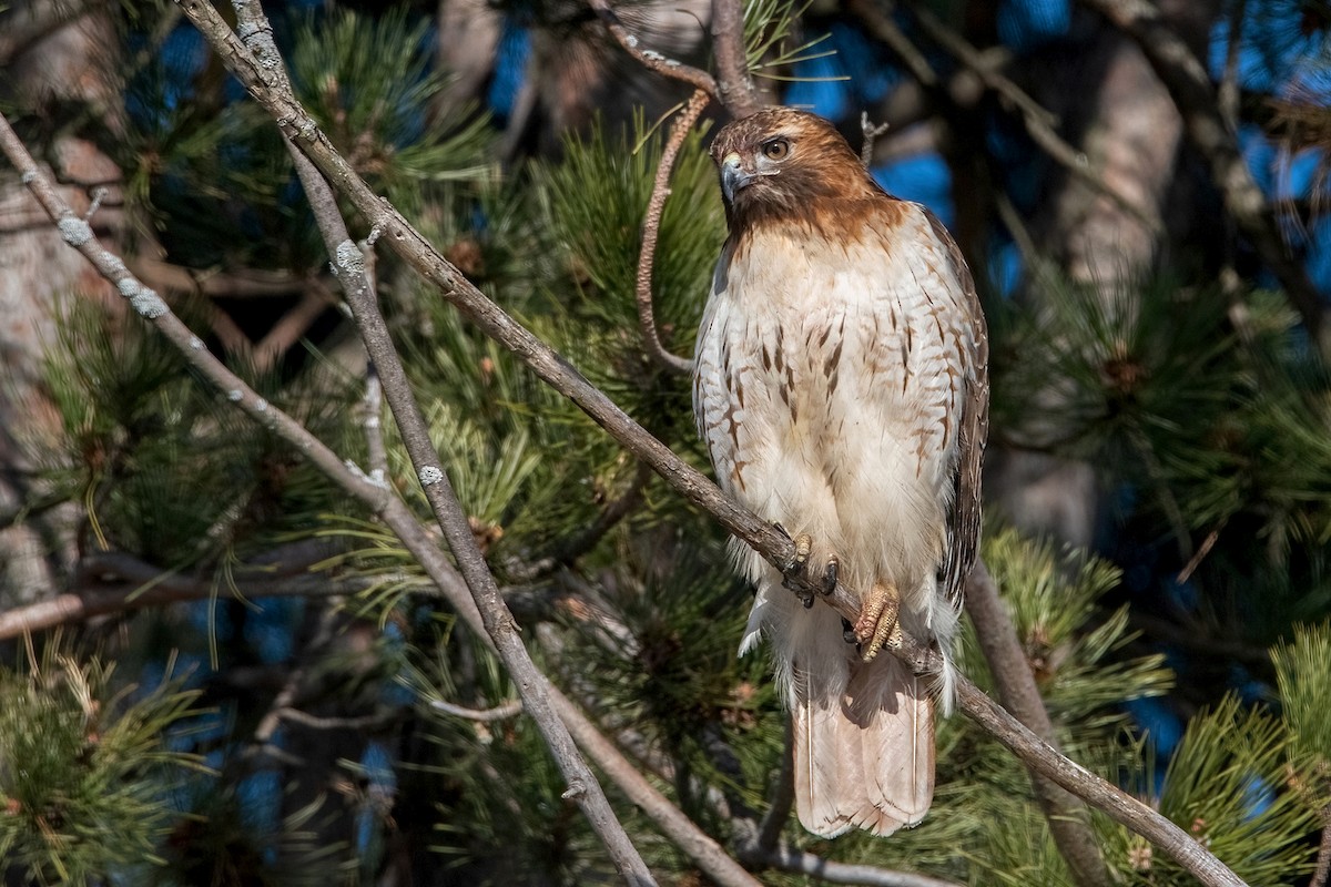 Red-tailed Hawk - ML545887221