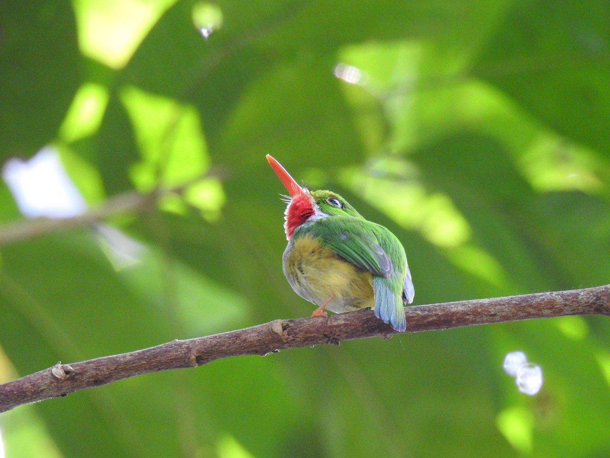 Ebird Caribbean Checklist Mar Angelito Trail Species