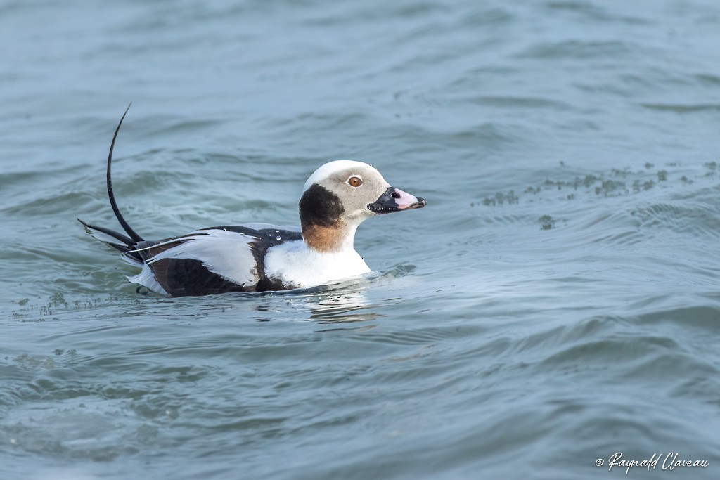 Long-tailed Duck - ML545890621