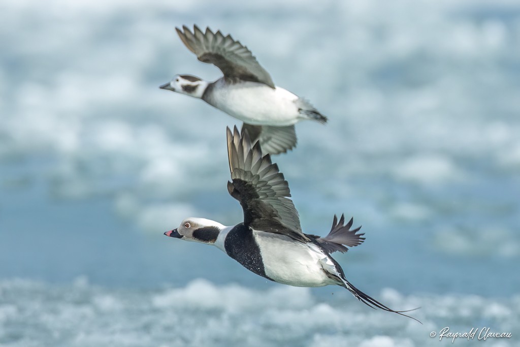 Long-tailed Duck - ML545890661