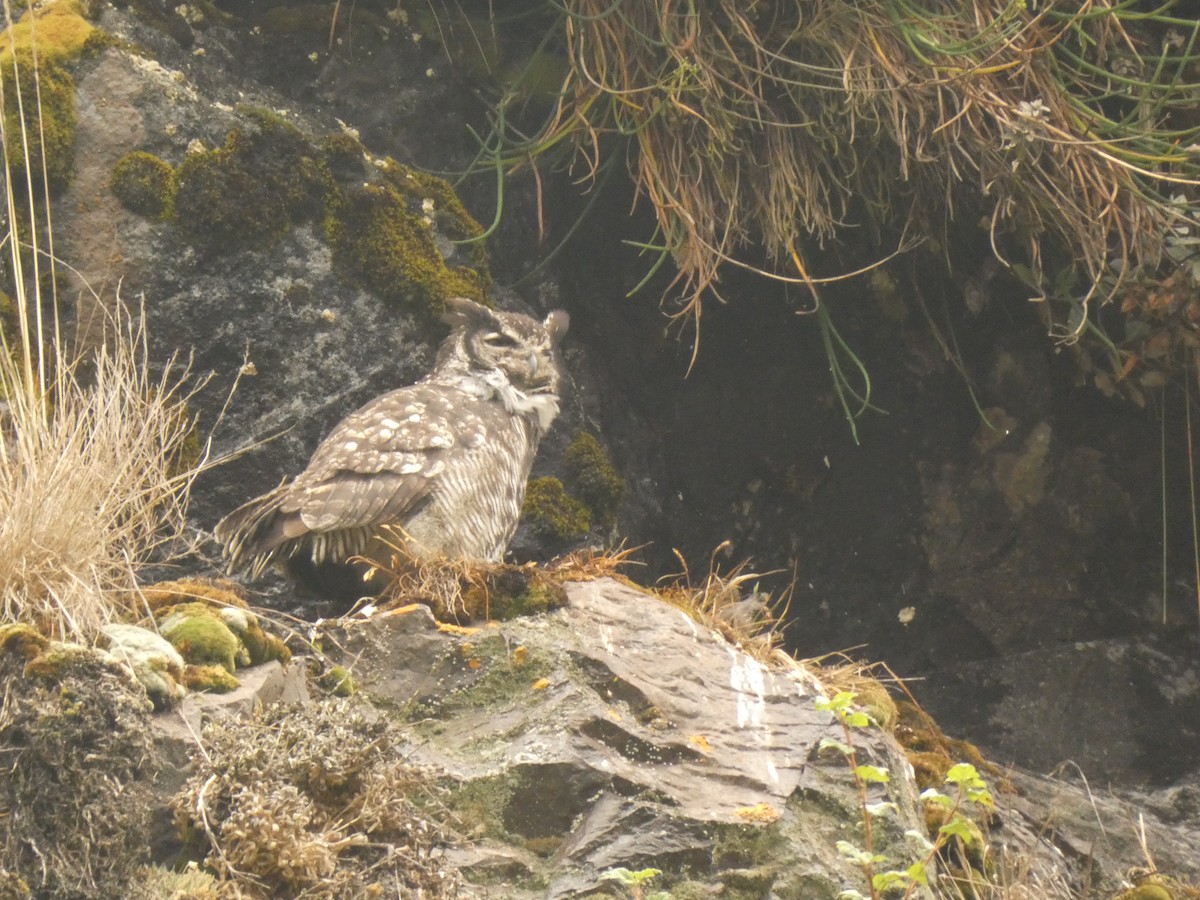 Great Horned Owl - ML545891091