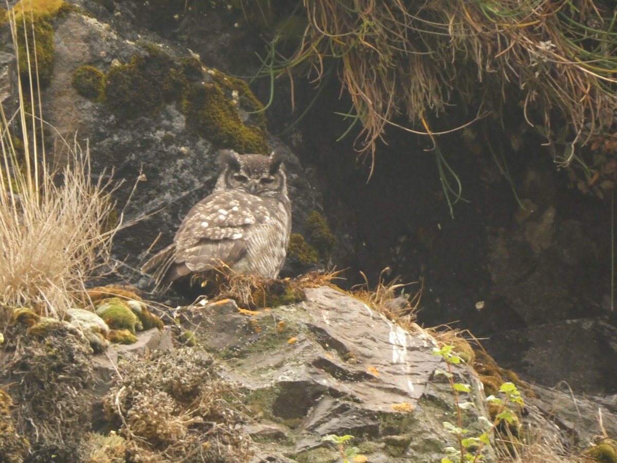 Great Horned Owl - ML545891121