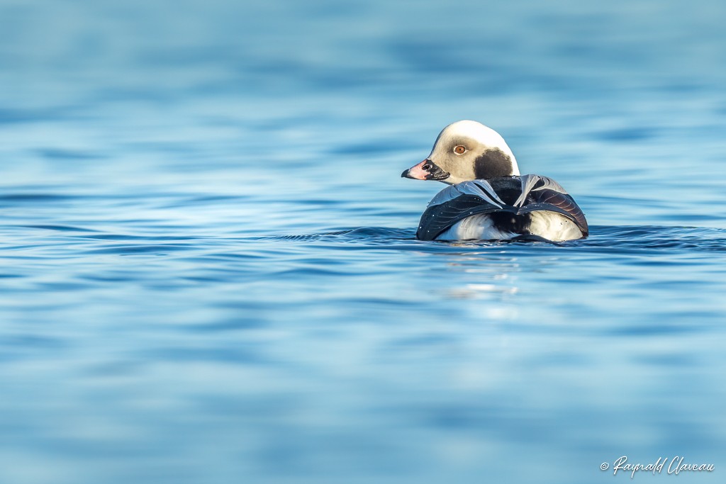 Long-tailed Duck - ML545892131