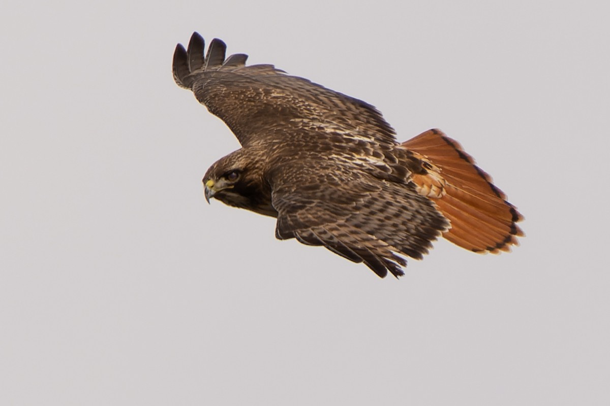 Red-tailed Hawk - ML545892191