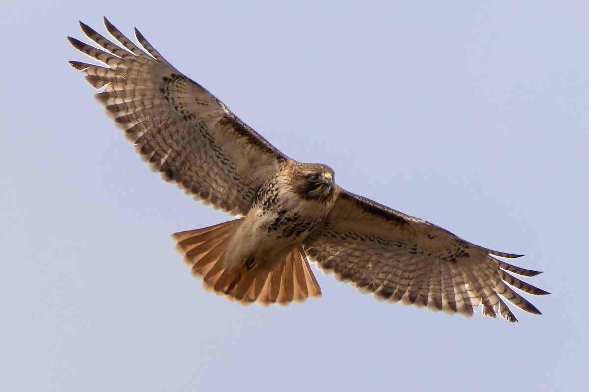 Red-tailed Hawk - ML545892201