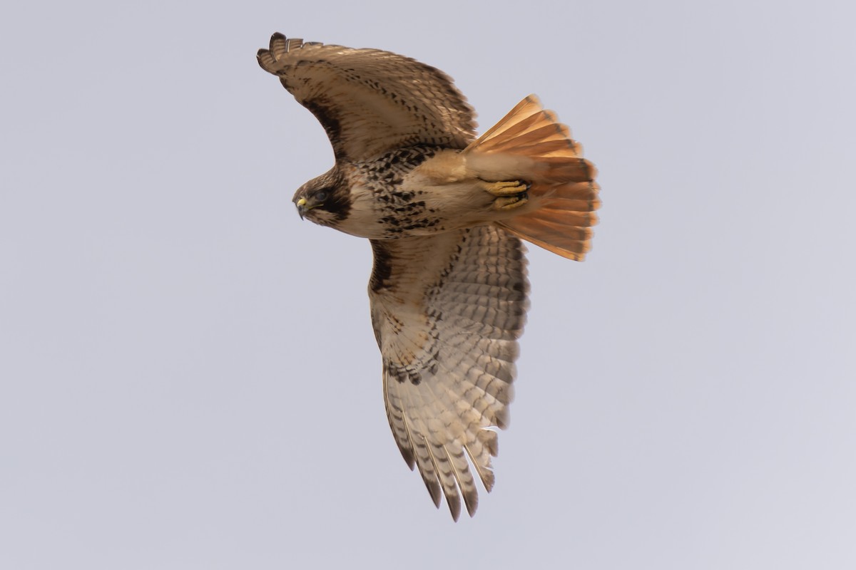 Red-tailed Hawk - ML545892211