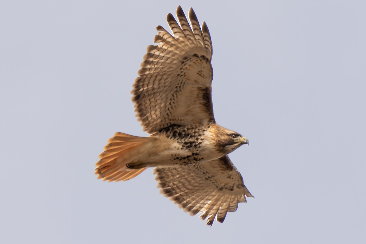 Red-tailed Hawk - ML545892221