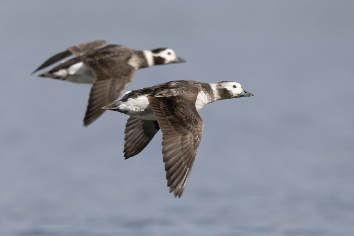 Long-tailed Duck - ML545896811