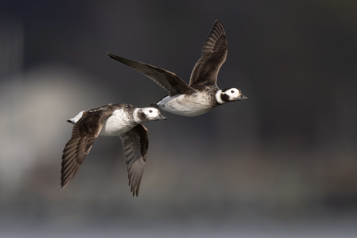 Long-tailed Duck - ML545896831