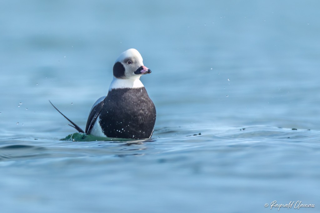 Long-tailed Duck - ML545899781