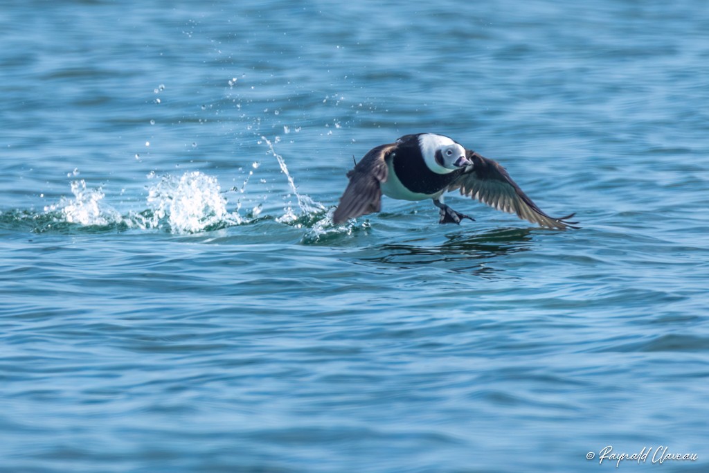 Long-tailed Duck - ML545899931