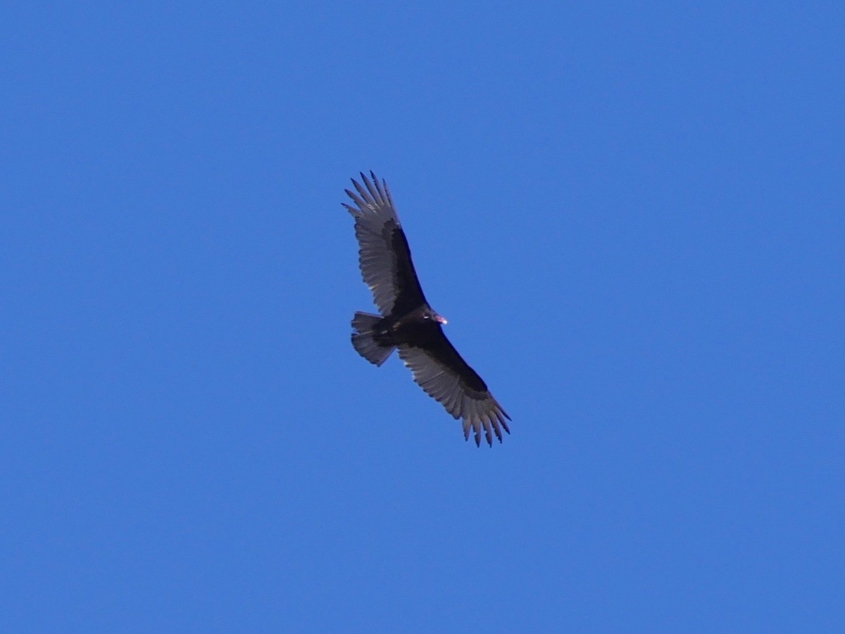 Turkey Vulture - ML54590301