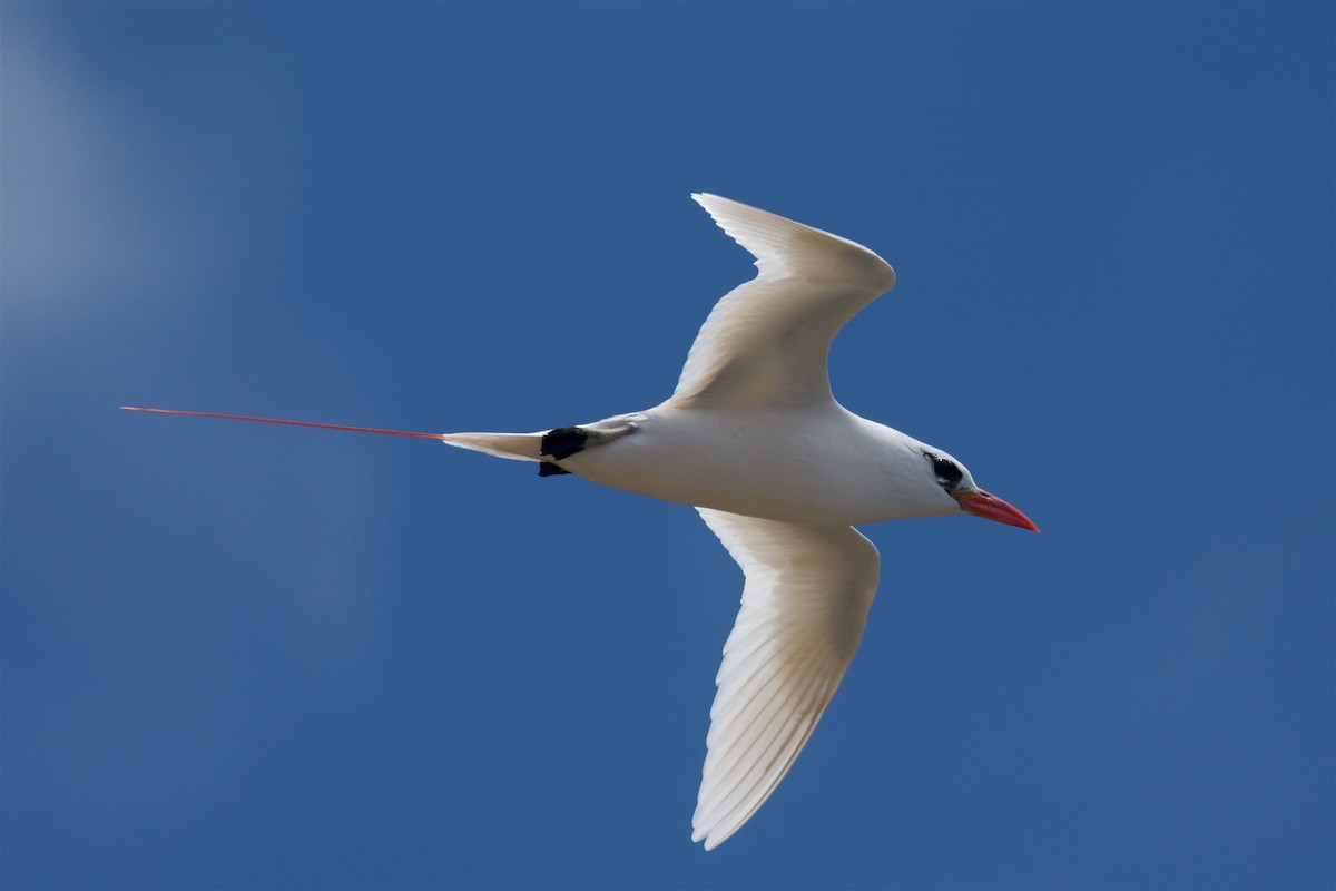 Red-tailed Tropicbird - Satoko Lincoln