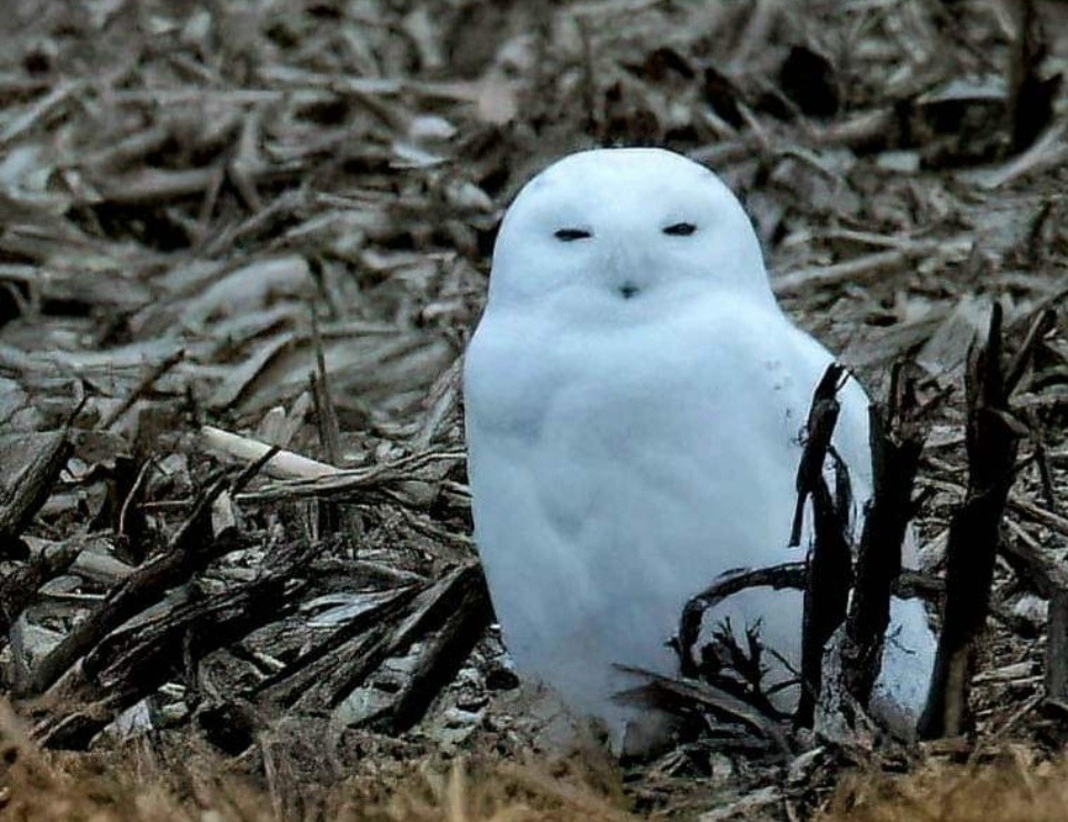 Snowy Owl - ML545907211