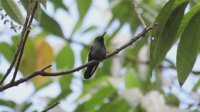 Emerald-chinned Hummingbird - ML545908601