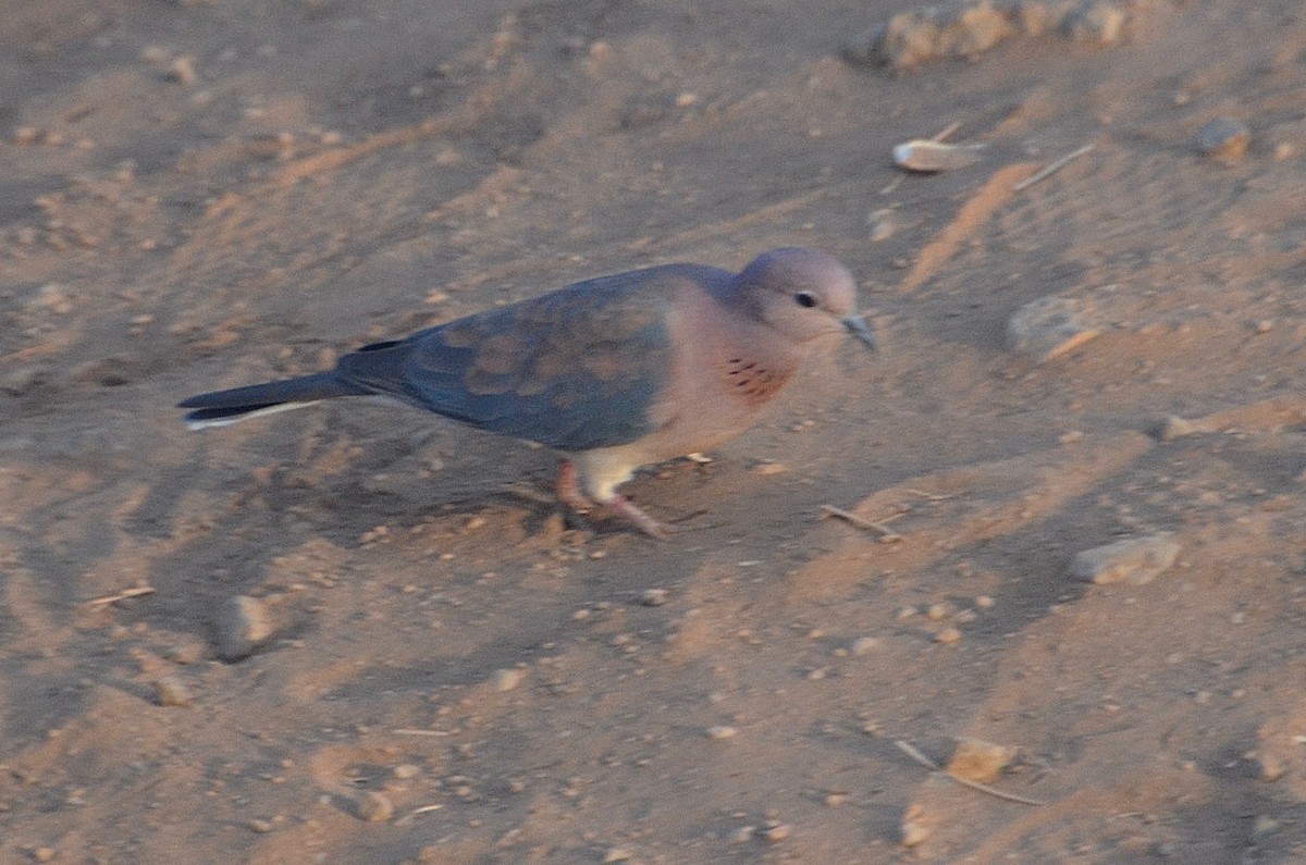 Laughing Dove - ML545909761