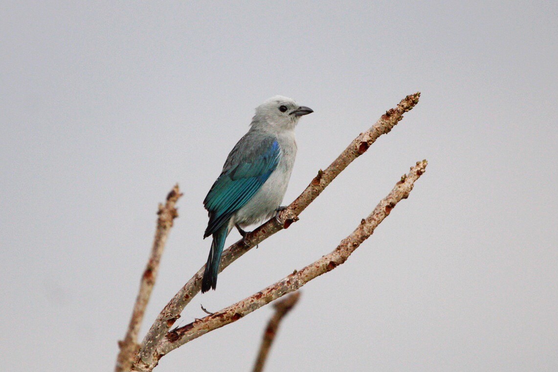 Blue-gray Tanager - ML545912401