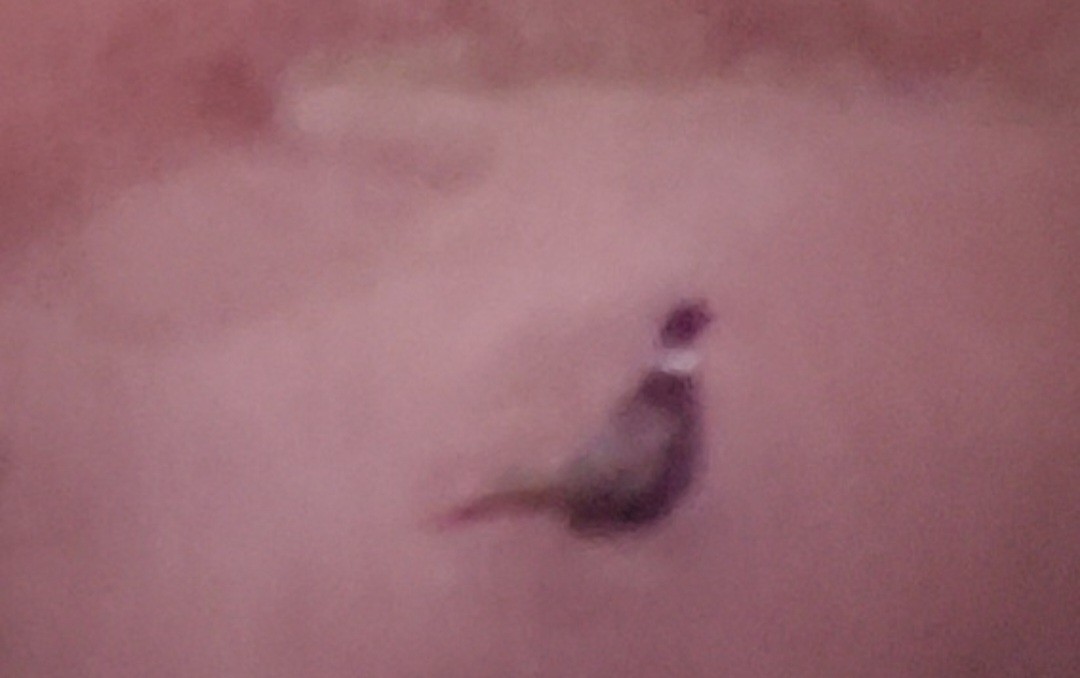 Ring-necked Pheasant - ML545914701