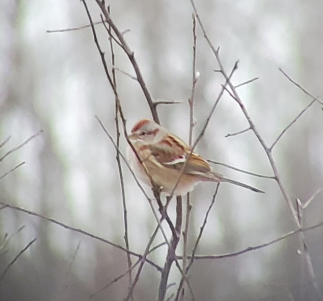American Tree Sparrow - ML545914791