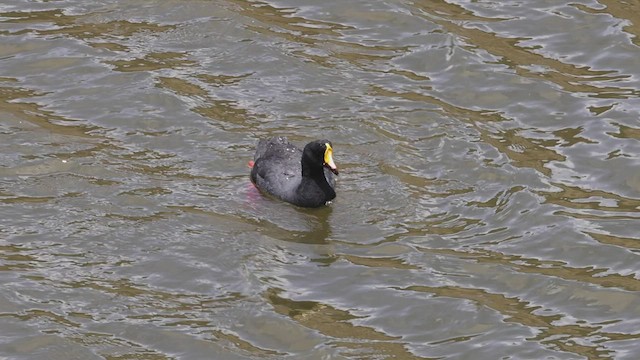 Giant Coot - ML545918951