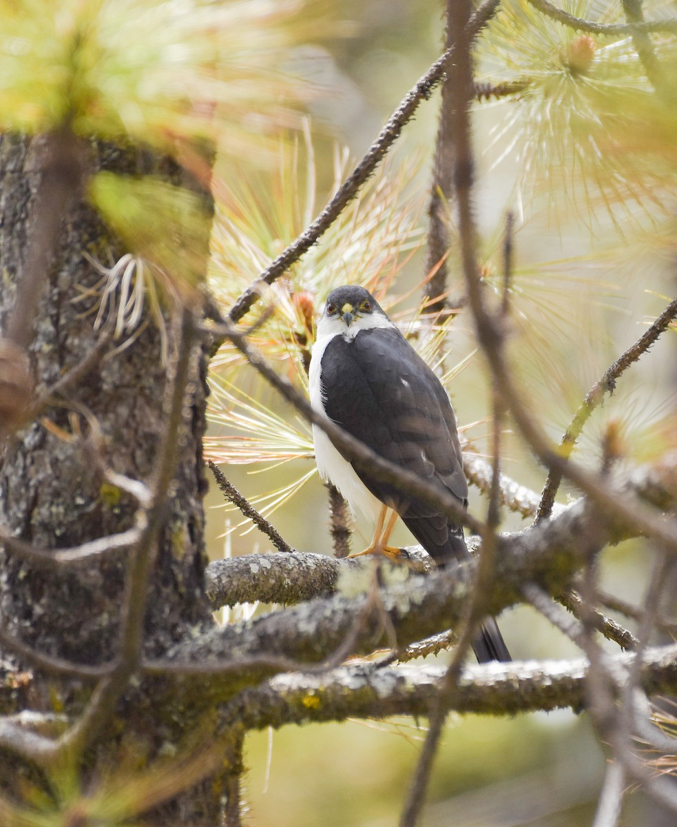 Sharp-shinned Hawk (White-breasted) - Esteban Matías (birding guide) Sierra de los Cuchumatanes Huehuetenango esteban.matias@hotmail.com                             +502 53810540