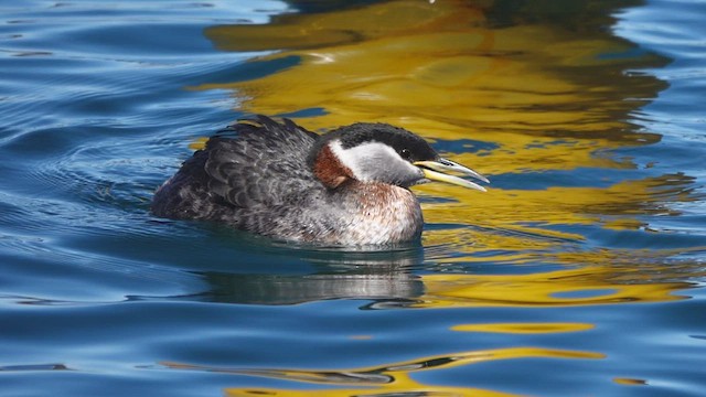 Red-necked Grebe - ML545927091