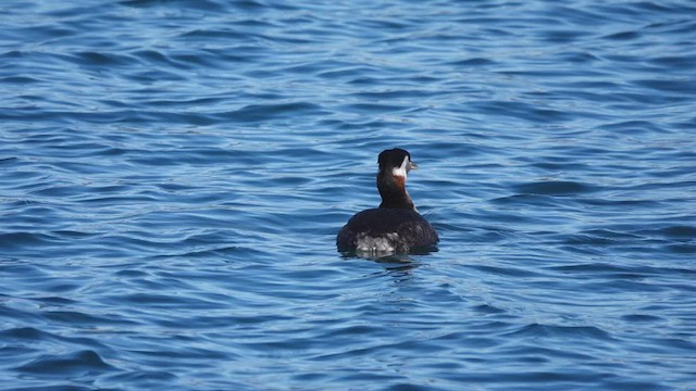 Red-necked Grebe - ML545927151