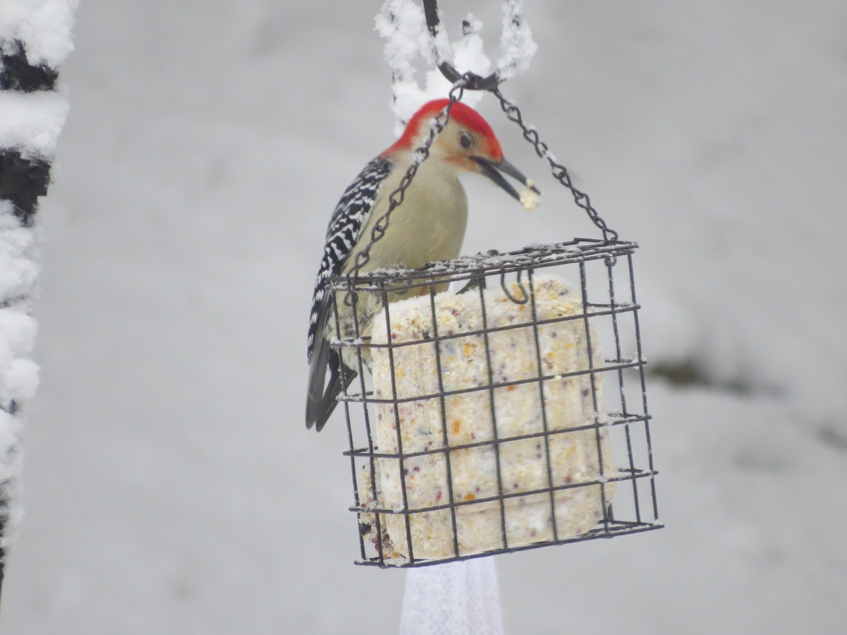 Red-bellied Woodpecker - ML545927561