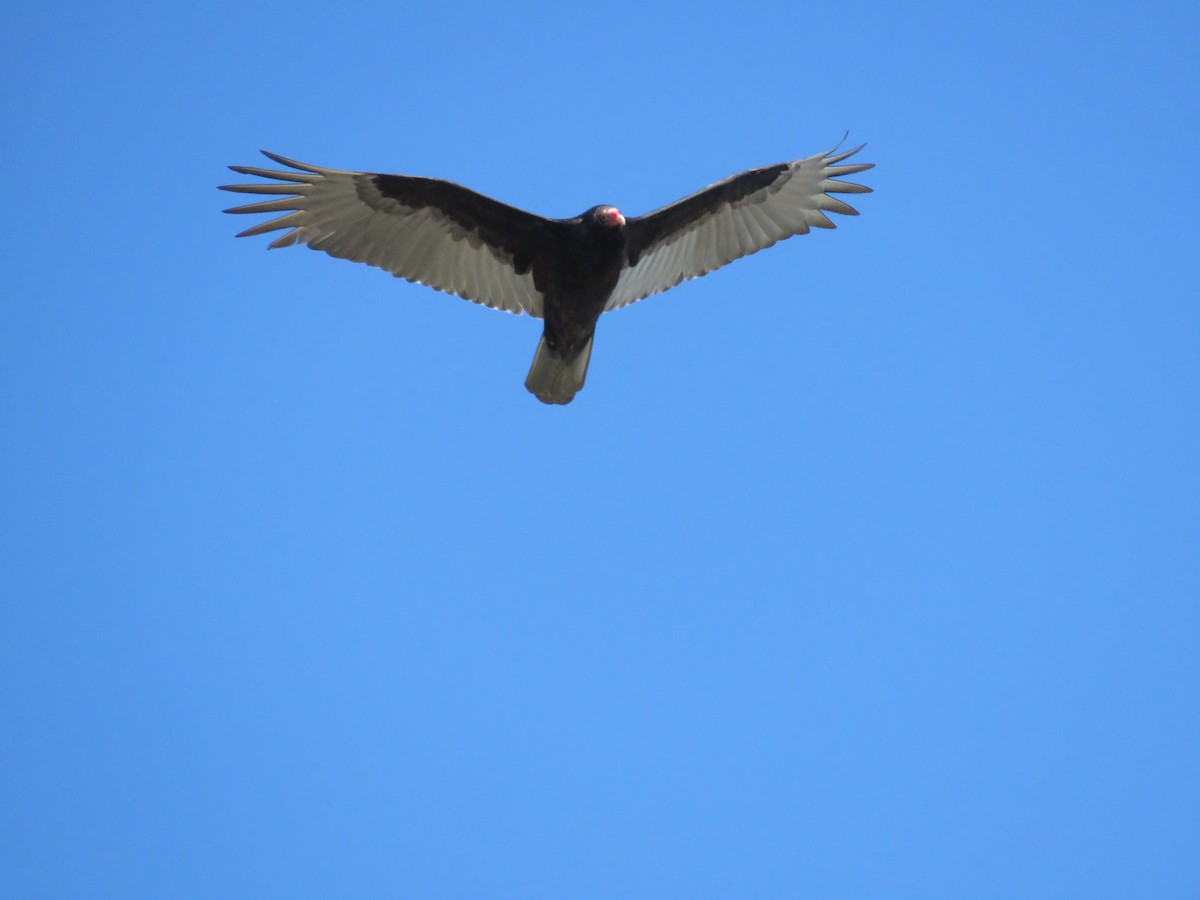 Turkey Vulture - ML545928361