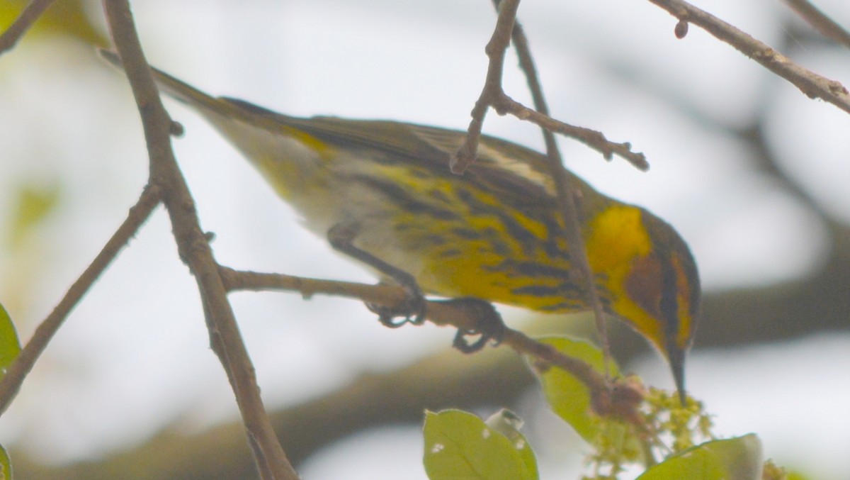 Cape May Warbler - ML54593111