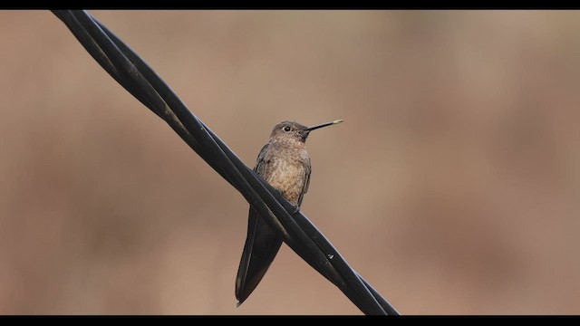 Giant Hummingbird - ML545931171