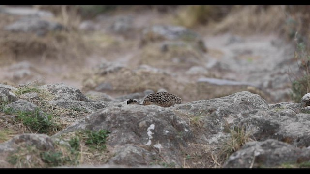 Tinamou des Andes - ML545931311