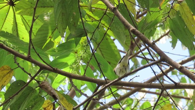 Black-throated Green Warbler - ML545932361