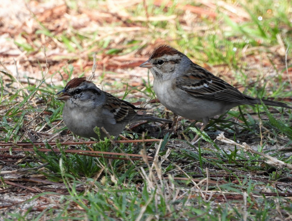 Chipping Sparrow - ML545937451