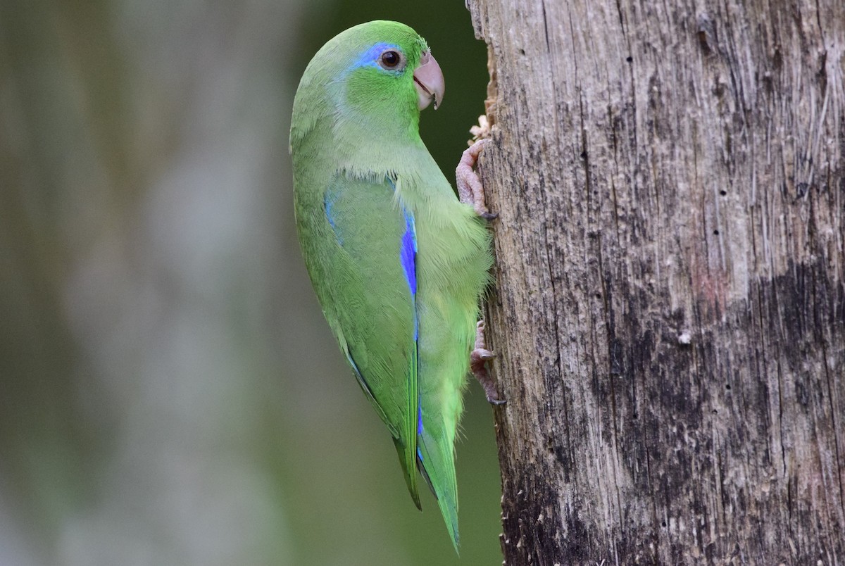 Spectacled Parrotlet - ML545939151